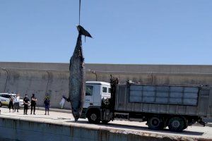 Apareix mort enfront de les costes de Sagunt un misteriós cetaci