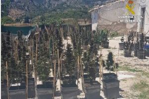 La Guardia Civil desmantela una plantación de marihuana ubicada en una partida rural de Jijona