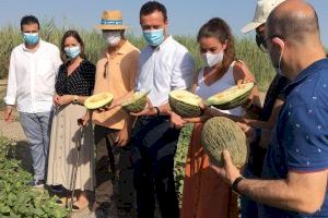 Mireia Mollà valora la importància del meló de Carrissars com a "emblema del futur de l'agricultura per la seua alta qualitat i producció sostenible"