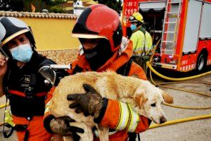 Rescaten a un gos que s'havia quedat atrapat en un habitatge en flames a Chiva