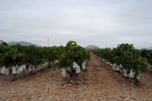 El Ayuntamiento de Aspe pone a disposición de los agricultores la colocación de contenedor en el "Punto Limpio" para recoger los bolsos que protegen la uva de mesa