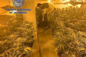 La Policia Nacional deté a cinc persones i desmantella dos sofisticats laboratoris de cultiu de marihuana a Torrent