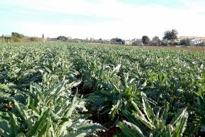 Benicarló regularà la utilització agrícola de fangs procedents de la depuració d’aigües residuals