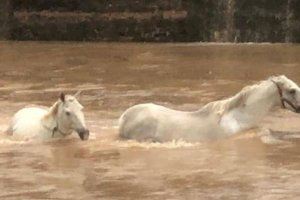 PACMA denuncia la muerte de los dos caballos ahogados en las riadas de Algemesí
