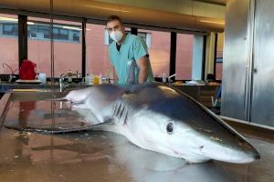 Las universidades valencianas investigan la conservación de tiburones en peligro de extinción