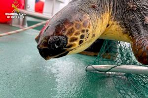 Peligro de extinción: Rescatan a una tortuga boba en el Pilar de la Horadada
