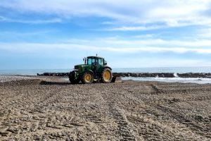Xilxes trabaja en la regeneración de las dunas de la playa para preservar la vegetación autóctona