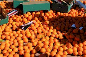 Sustraen diez toneladas de naranjas en Nules y Torreblanca