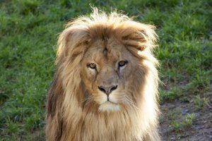 Lubango, el león macho de BIOPARC Valencia, cumple 5 años