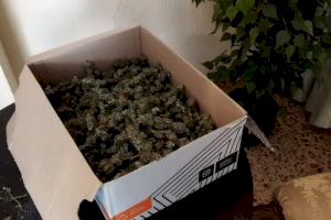 Un hombre tenía en el comedor de su casa en Alzira 2.200 gramos de cogollos destinados al menudeo