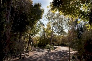 València promou la creació de "xicotets boscos" al mig de la ciutat