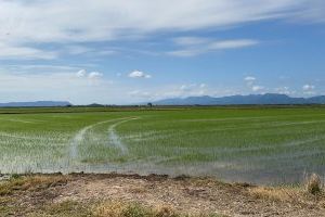 LA UNIÓ i AVA-ASAJA denuncien la "burla i insensibilitat" del Ministeri d'Agricultura en tirar arrere l'autorització excepcional de l'herbicida propanil per a l'arròs