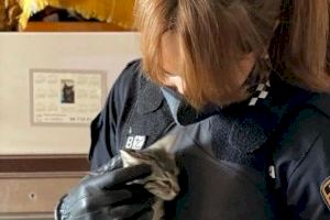Cuatro animales abandonados son rescatados de un domicilio en Alaquàs