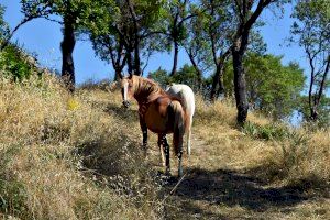 Morella reforça la brigada forestal amb cavalls per a prevenir incendis
