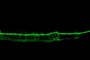 Un estudi del CSIC observa un mecanisme inèdit en la formació de les neurones sensorials
