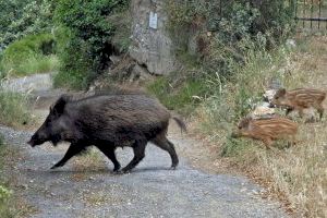L'Ajuntament d'Alcalà-Alcossebre demana accions per a pal·liar la sobrepoblació de senglars i conills