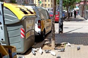 Els coloms es converteixen en 'okupes' en aquest barri de València