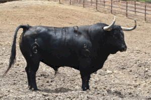 Almassora reprendrà els bous al carrer amb 14 bous en el Roser