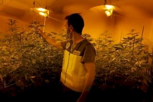 Desmantellades dues plantacions de marihuana en Sedaví i una indoor en un habitatge de Benimamet