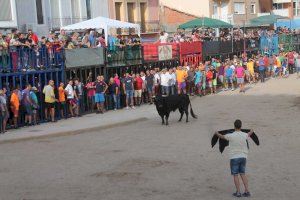 Almenara recuperarà el ‘bou per la vila’ entre el 3 i el 5 de desembre