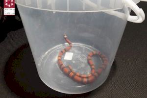 Els bombers capturen una serp en un habitatge de Betxí