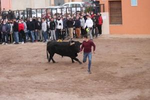 Almenara recupera el “Bou per la Vila” després de dos anys de parèntesis per la pandèmia de la COVID-19