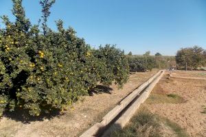 El camp valencià, preocupat després de detectar-se a Israel el temut insecte Diaphorina