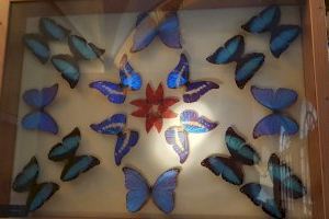 Inaugurada en Requena la exposición de insectos del Museo de Biodiversidad