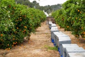 Unanimitat a Castelló per a exigir a Agricultura que signe l'acord que evita la pinyolà de la taronja