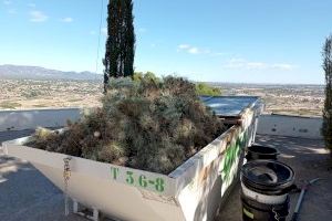 Retiren a Llíria més de 8.000kg del cactus invasor Cylindropuntia pallida