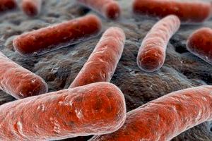 El CSIC descriu l'evolució del bacteri de la tuberculosi