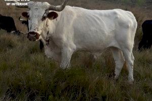 Caps de bestiar braus desnodrits i cadàvers en descomposició: Investiguen a un ramader d'Alcalá de Xivert
