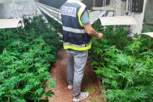 Tres detenidos tras desmantelar dos plantaciones de marihuana en Trànsits y Godella