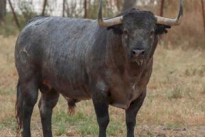 Borriana exhibirà un toro de Partit Resina per a les festes de Santa Bàrbara