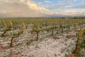 El granizo causa graves daños en 6.000 hectáreas de cultivo de Utiel-Requena