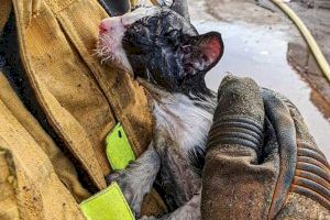 Rescaten a un xicotet gat de les flames en una planta de reciclatge a Villena