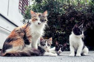 Betxí castra, vacuna i desparasita 185 gats en situació de carrer amb del mètode CER
