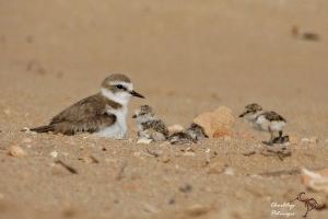 Vuelve a nidificar el chorlitejo patinegro en la playa de La Mata