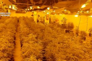 Prisión preventiva para cuatro personas que cultivaban marihuana a gran escala en Paiporta