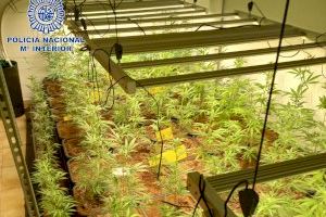 Dos detenidos en La Nucía por cultivar 296 plantas de marihuana en una zona residencial