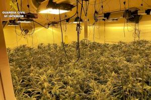 Localizan 1.000 plantas de marihuana en plantaciones tipo indoor en urbanizaciones de lujo en Calpe