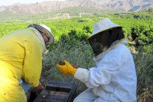 El sector apícola valencià viu la pitjor crisi de la seua història: "Estem a punt de desaparèixer"