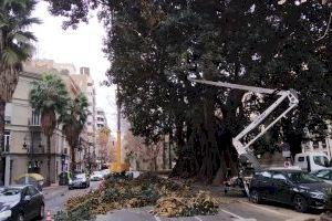 L’Ajuntament finalitza la revisió integral de 462 arbres monumentals i singulars de València, i poda 63,18 tones de fusta
