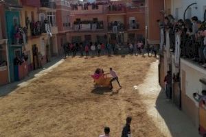 Bous al carrer a la Vall d'Uixó: ramaderies de llegenda i bous de trapío es breguen en Sant Vicent