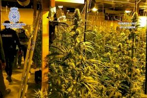 Un robatori a Elda destapa una plantació de marihuana en un magatzem