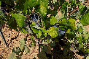 Abierto el plazo de solicitud de ayudas para la cosecha en verde en viñedo de vinificación