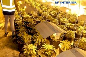 Desmantelado un cultivo con 165 plantas de marihuana en una nave de Elda