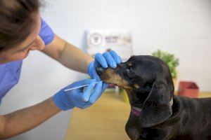 Más del 70 por ciento de la población canina de Sedaví ya ha sido registrada genéticamente