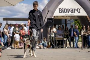 Emoción y esperanza de finales felices en el 22º Desfile de perros AUPA-BIOPARC