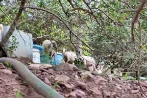SOS de la familia del agricultor de la Vall d’Uixó: piden al ayuntamiento que actúe